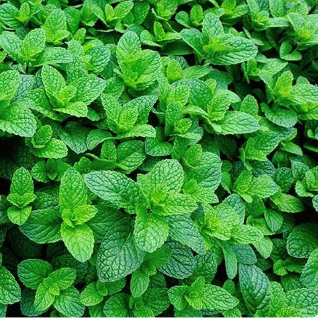 DAUN MINT 50 biji / bibit / benih DAUN MINT / Tanaman Herbal / bibit Mint Spearmint / Benih Herb Pep
