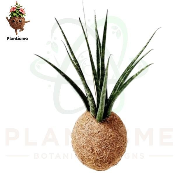Kokedama – Lidah Mertua Mikado Sansevieria Fernwood Tanaman Hias Mini Tegar untuk Dekorasi Indoor