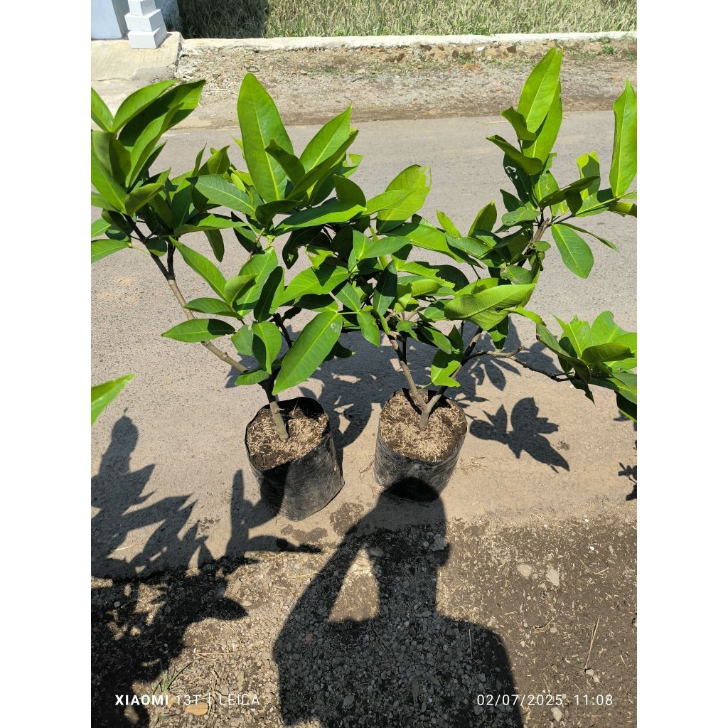 bibit jambu citra bogel (cangkok)