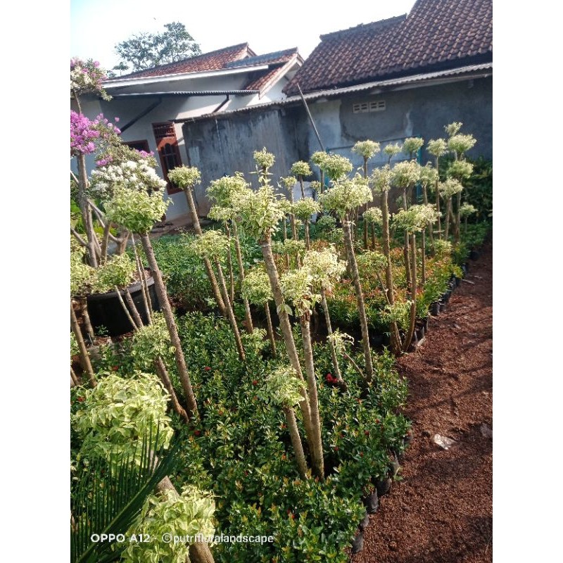 Tanaman Bonsai Anting Putri - Pohon Bonsai anting putri - Bonsai - Tanaman Hias Bonsai Anting Putri 