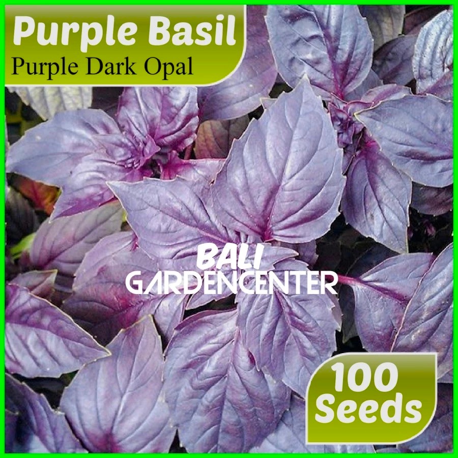 Isi 100 Benih Biji Basil Ungu - Basil Purple Dark Opal