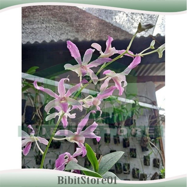 Anggrek Dendrobium Superbien Dewasa Dengan Media Moss