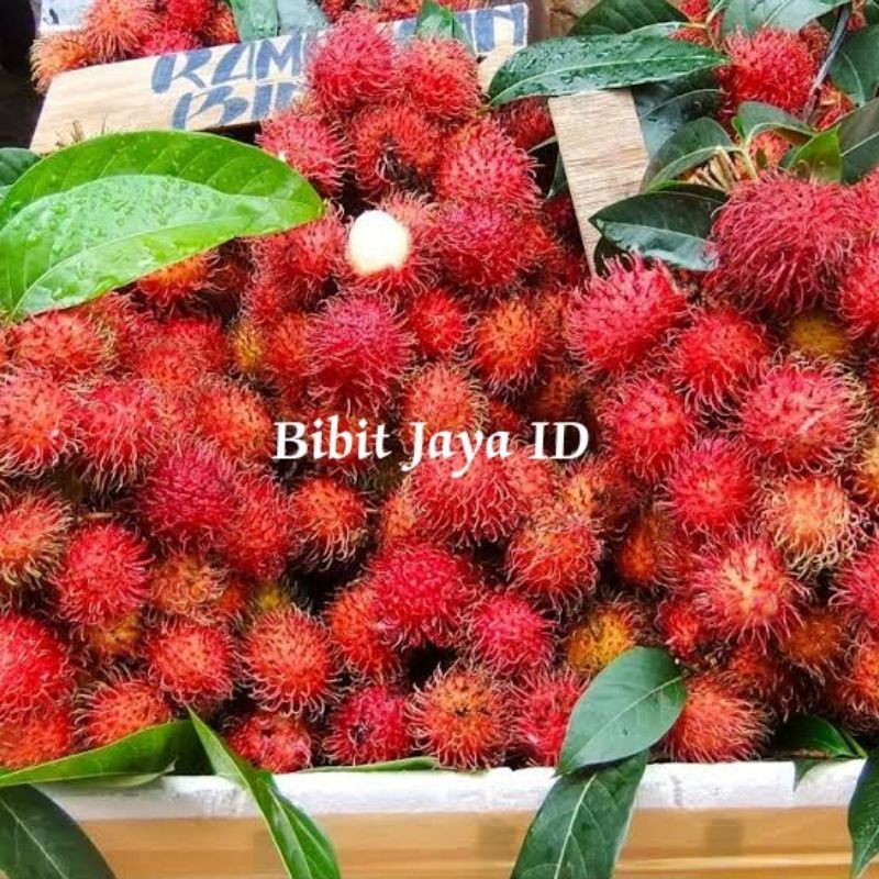 Bibit Rambutan Binjai Hasil Stek - Cepat Berbuah
