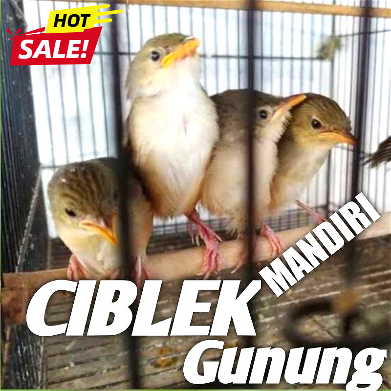 Burung Ciblek Gunung lolohan Mandiri Cigun Bekas Lolohan