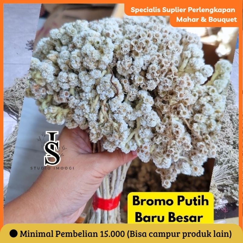 EDELWEIS JENIS BROMO PUTIH BARU IKAT BESAR & SEDANG
