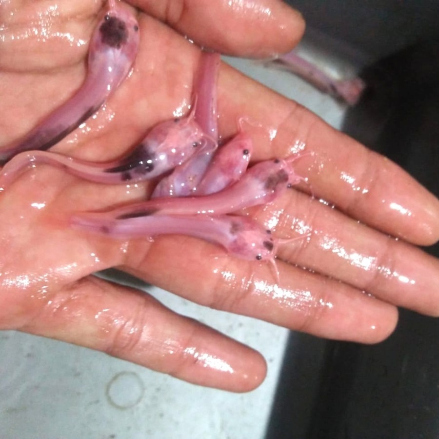5pcs Lele tutul / Clarias Catfish - Ikan Hias Aquarium