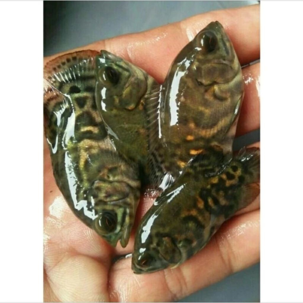 ISI 2 Hiasan Aquarium Oscar Batik 6-8 CM