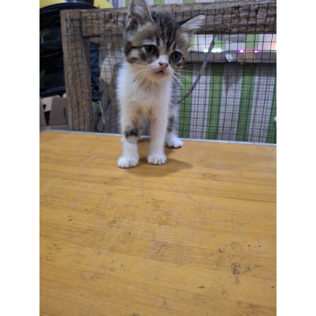 Kucing Persia Medium-Flatnose Short Hair-Himalaya Usia 2-5Bulan