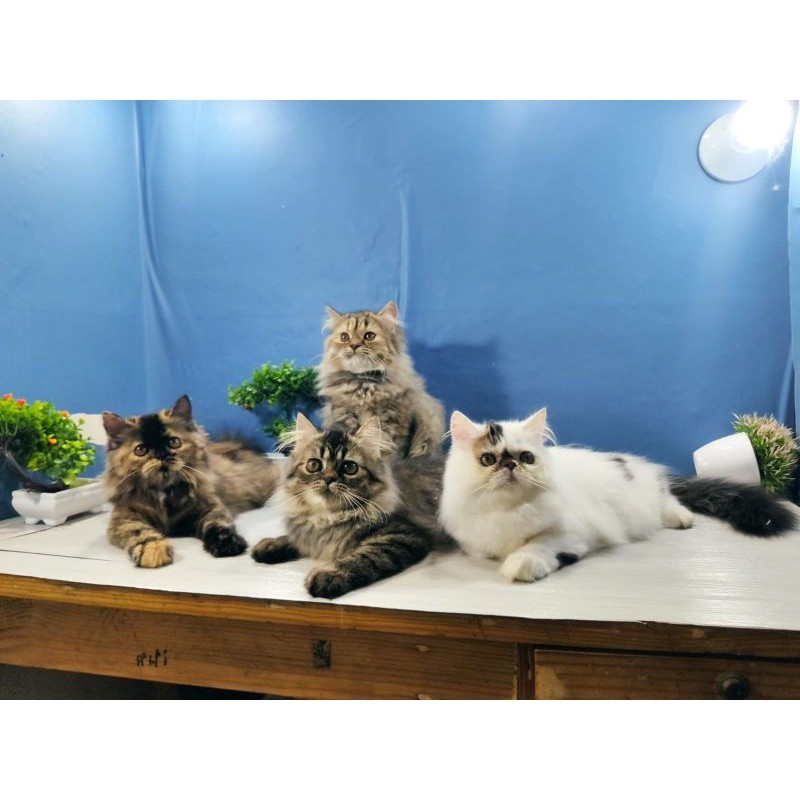 kucing persia Longhair medium dan peaknose 3 bulan super lucu dan manja