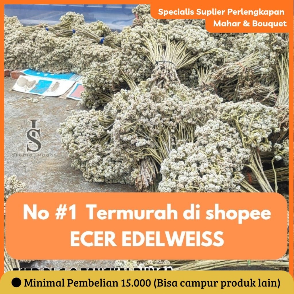 ECER 4-5 tangkai BUNGA EDELWEIS KERING BUNGA ABADI JENIS BROMO BIDIDAYA