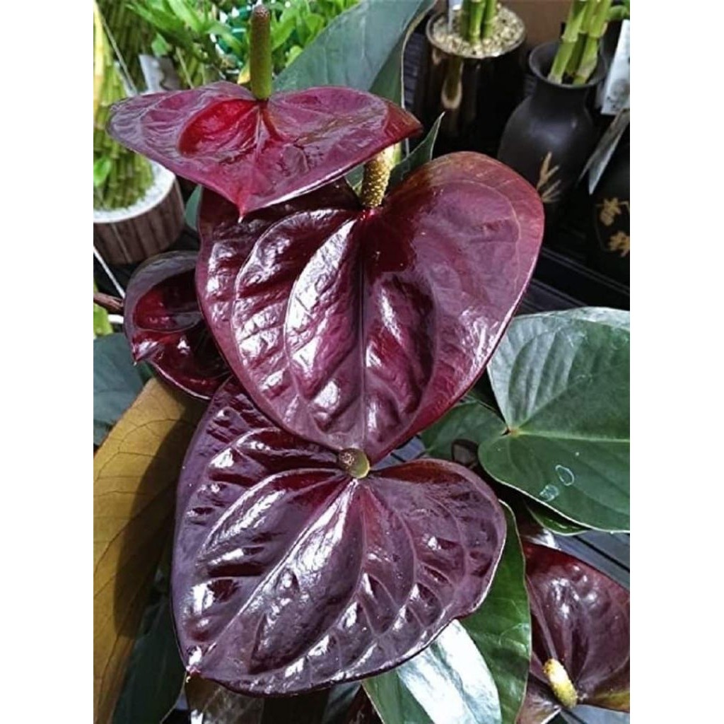 (PROMO) ( PROMO ) TERMURAH Tanaman Hias Mickey Mouse Bunga Hitam - Anthurium Micky Mouse