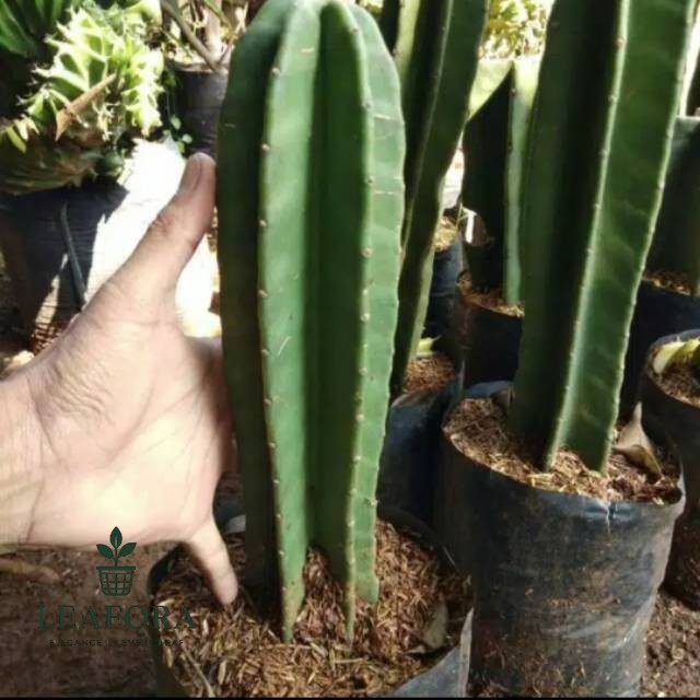 Tanaman kaktus belimbing kaktus koboi tanpa duri kaktus koboi