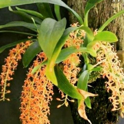 Baru anggrek liparis ukuran dewasa per rumpun