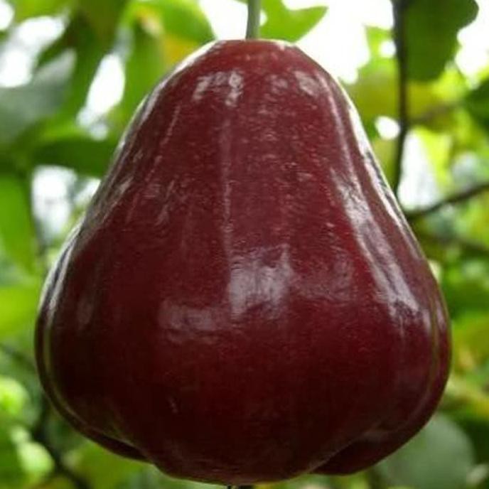 Unggulan! Bibit Buah Jambu Air King Rose