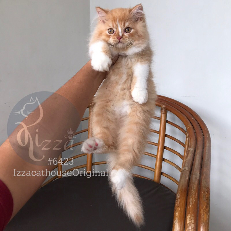 Kucing Norwegian X Persia red white, motif unik