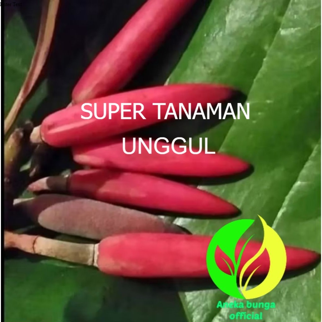 POHON BUNGA KANTIL MERAH TINGGI ± 1 METER / TANAMAN HIAS BUNGA KANTIL 1 METER