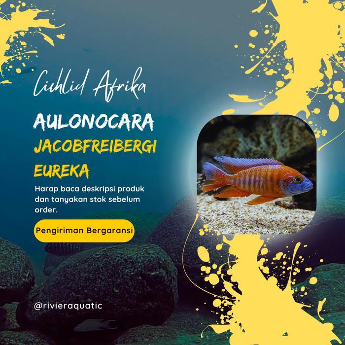 Cichlid Afrika Aulonocara Jacobfreibergi Eureka Top Grade - 5-6 CM
