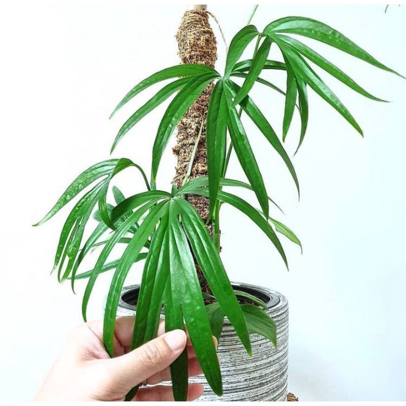 [BISA COD] Tanaman Hias amydrium zipelianum - amydrium tanaman hidup