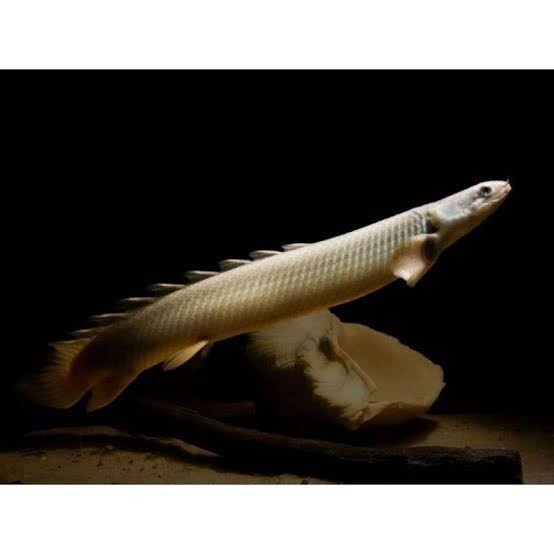 Ikan palmas hitam sinegalus tank mate fish naga air tawar siap cod