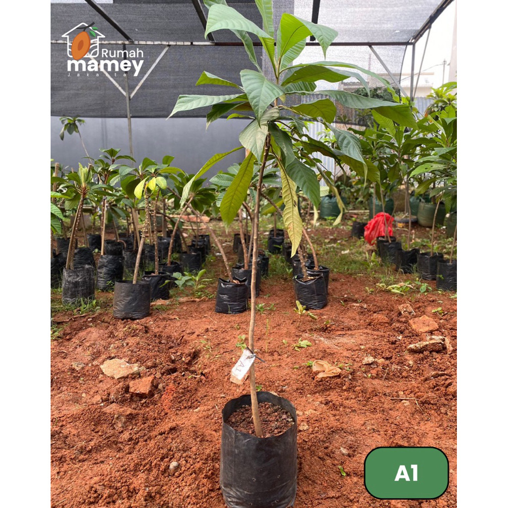 Bibit Mamey Sapote dari Biji