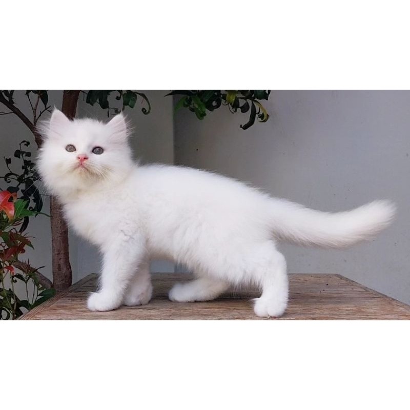 KUCING PERSIA MEDIUM BETINA 2 BULAN WHITESOLID