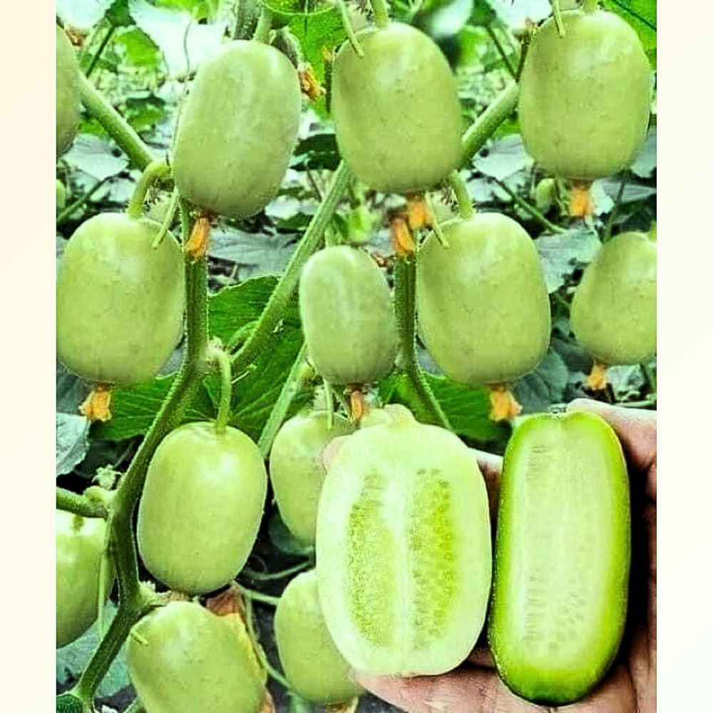 30butir Mini round cucumber benih, TIMUN JEPANG pipino cucumber, fruit biji high quality seeds with 