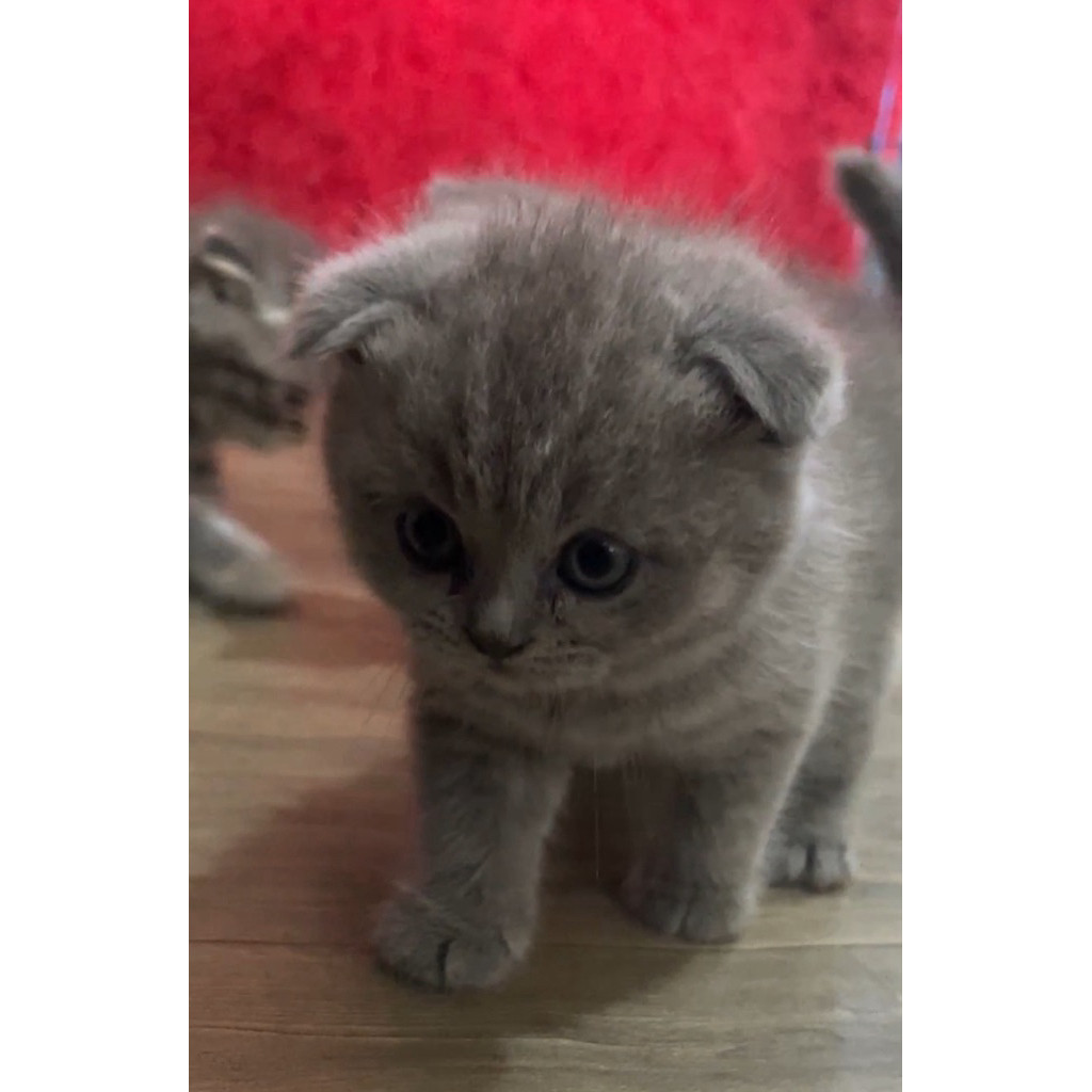 Kucing scottish fold x brittish shorthair line import