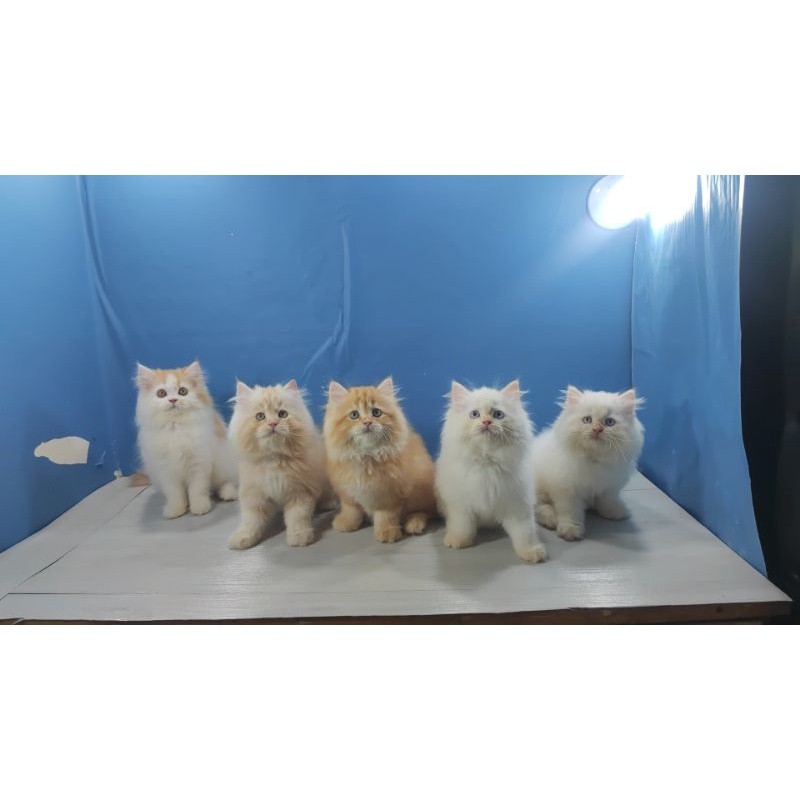 kucing kitten ras persia longhair