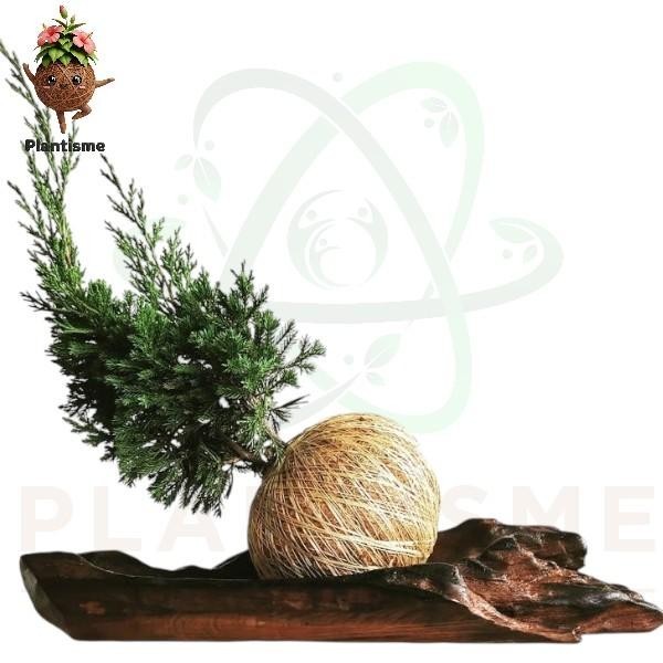 Kokedama – Bonsai Juniper Cemara Natal Tanaman Hias Mini Bergaya Jepang untuk Dekorasi Meja Indoor