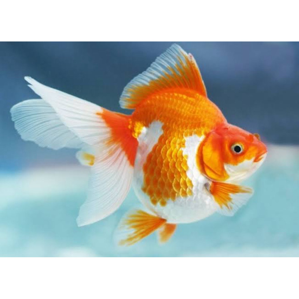 ikan hias mas koki ryukin sedang hanya instan