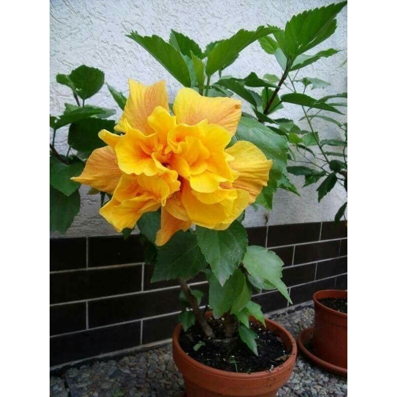 Kembang sepatu hibiscus - Pohon kembang sepatu - Kembang sepatu bunga kuning