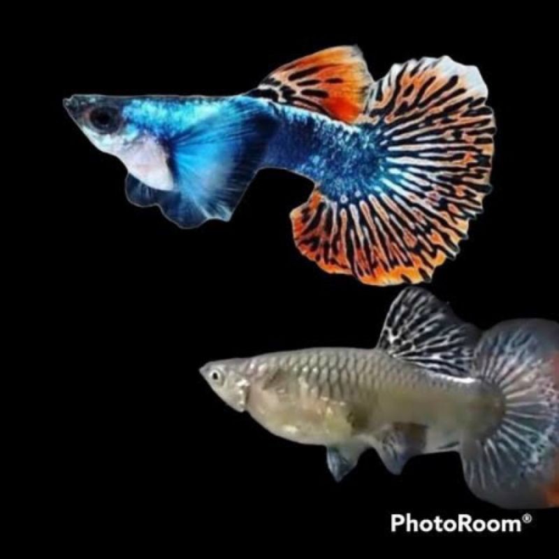 hiasan aquarium prmbe sepasang guppy prembe siap bread