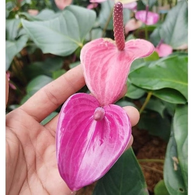 Tanaman Bunga Anthurium Ungu KONDISI BERBUNGA