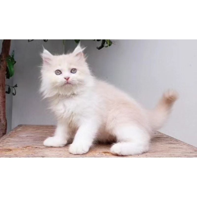 KUCING PERSIA MEDIUM BETINA 2 BULAN CREM PUTIH
