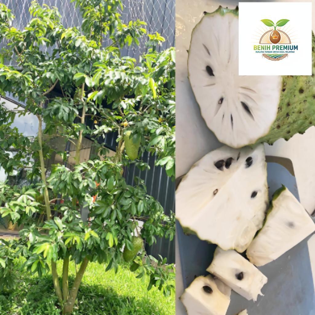 Bibit buah Sirsak Madu Tiongkok Super Unggul Asli Cepat Berbuah Hasil Okulasi bibit buah buahan bibi