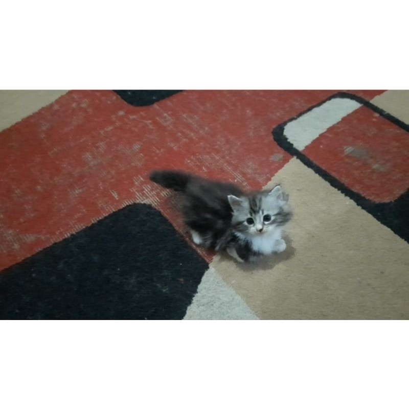 Munchkin Betina Marble