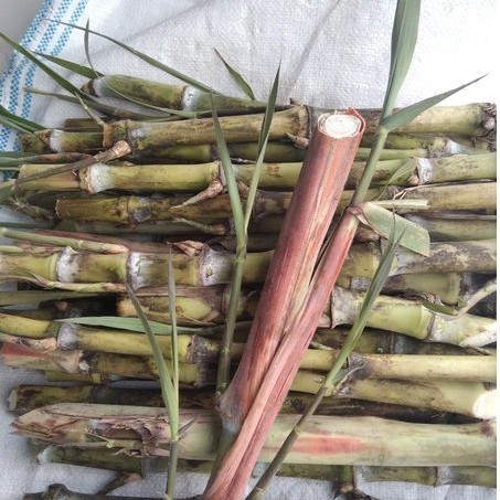 bibit benih Turubuk trubuk telor tebu endog tiwu per 1 kg