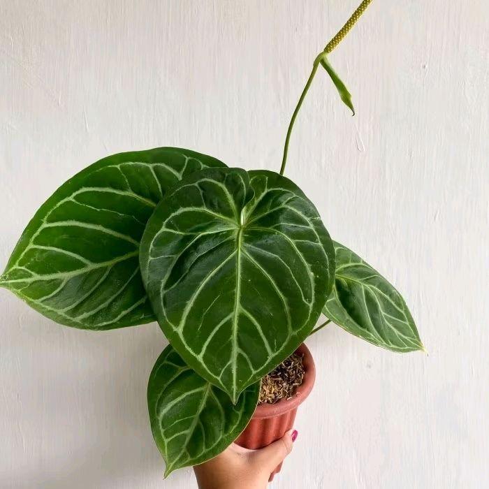 Bonggol Bibit Anthurium Hybrid