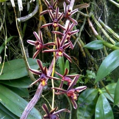 Baru anggrek cymbidium bicolor