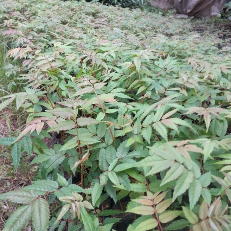 Bibit Pohon Suren Untuk Daun Ecoprint