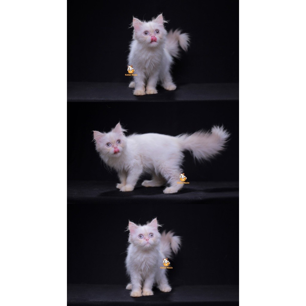 Qimoy – Kucing Persia Himalaya Betina 6,5 Bulan