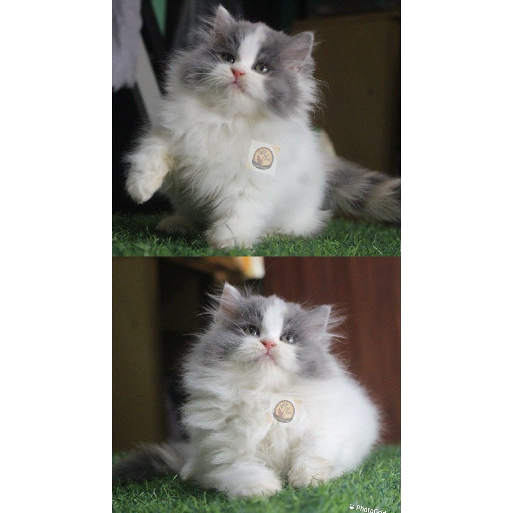 Kucing Persia Flatnose Peaknose Himalaya British Munchkin Kitten