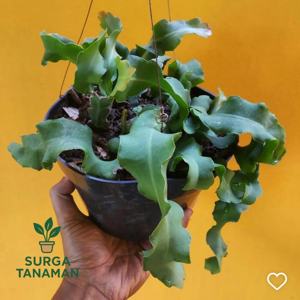 Tanaman bunga wijaya kusuma keriting / curly - tanaman Wijaya kusuma keriting - tanaman bunga