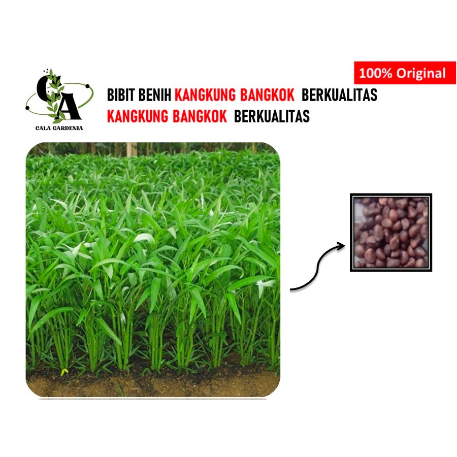 KANGKUNG BANGKOK SUPER 100 BIJI BENIH BIBIT KANGKUNG SUPER HIDROPONIK BERKUALITAS KANGKUNG SAYUR