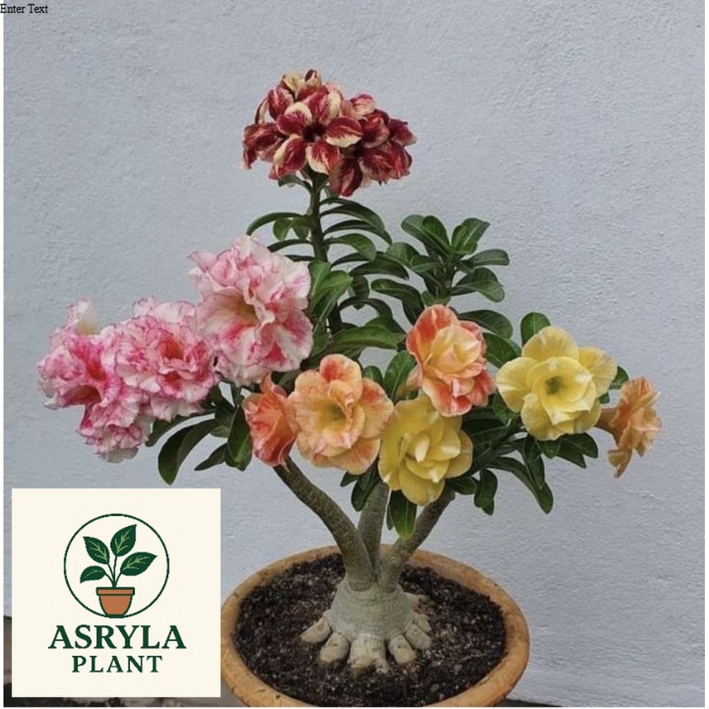 (PROMO) ( BISA COD ) TERMURAH Tanaman Hias Adenium Obesum Bunga Tumpuk 3 Warna - Bahan Bonsai  - Ade