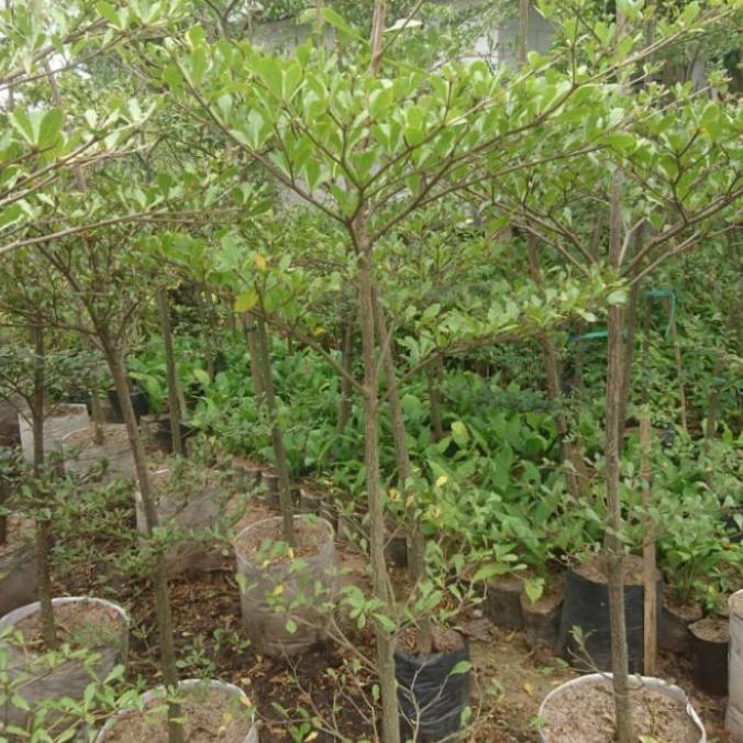 promo ketapang kencana tinggi 1.5 meter Termurah