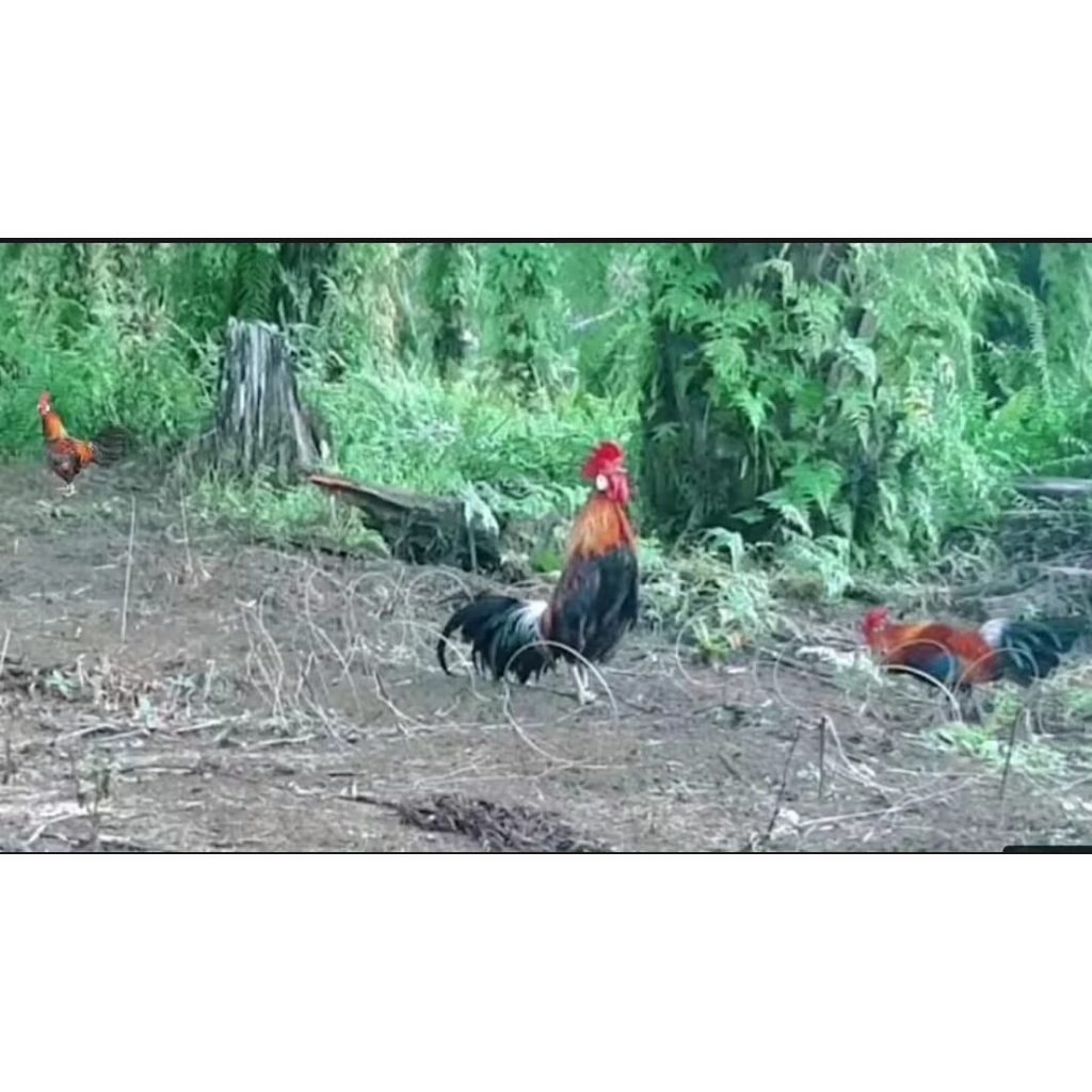 JERAT AYAM HUTAN 10 TIANG/ TALI RACIK PERANGKAP AYAM KASINTU BAKIKUK CAWEHWER CANGEHGAR / JEBAKAN JI