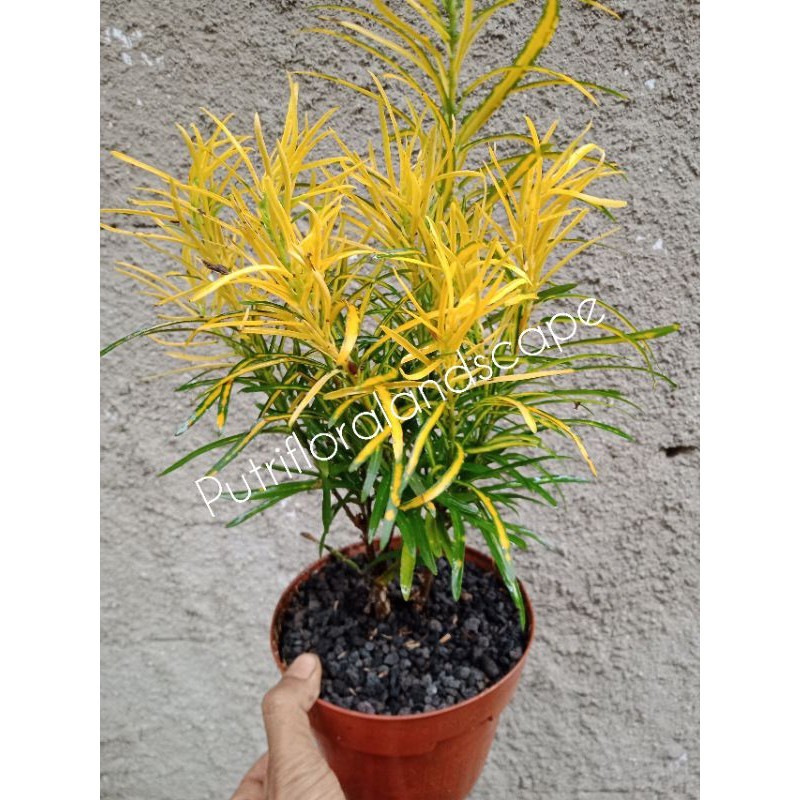 Tanaman Hias Puring Teri-Pohon Puring - Tanaman Puring