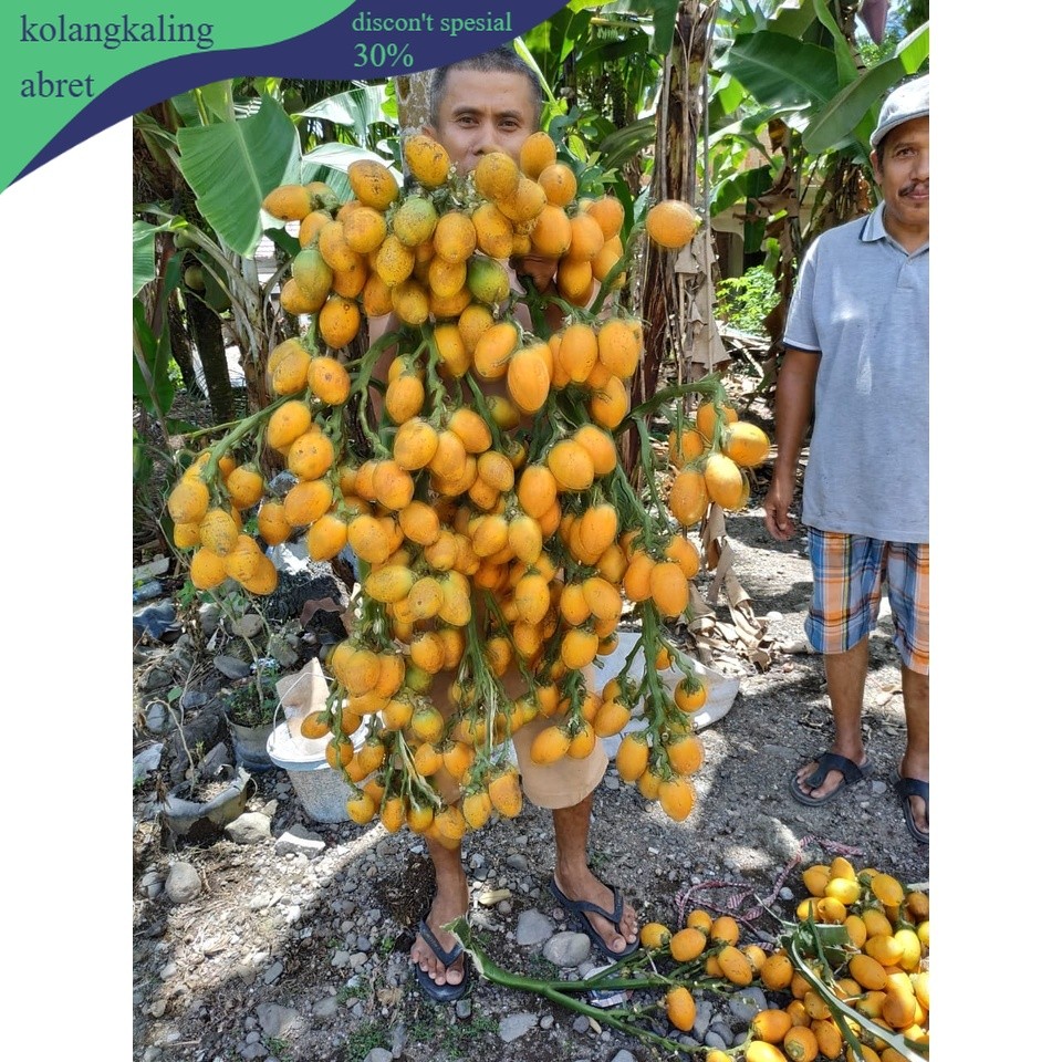 Buah Pinang Matang 1Kg Pandan Wangi Hibrida Kualitas Unggul