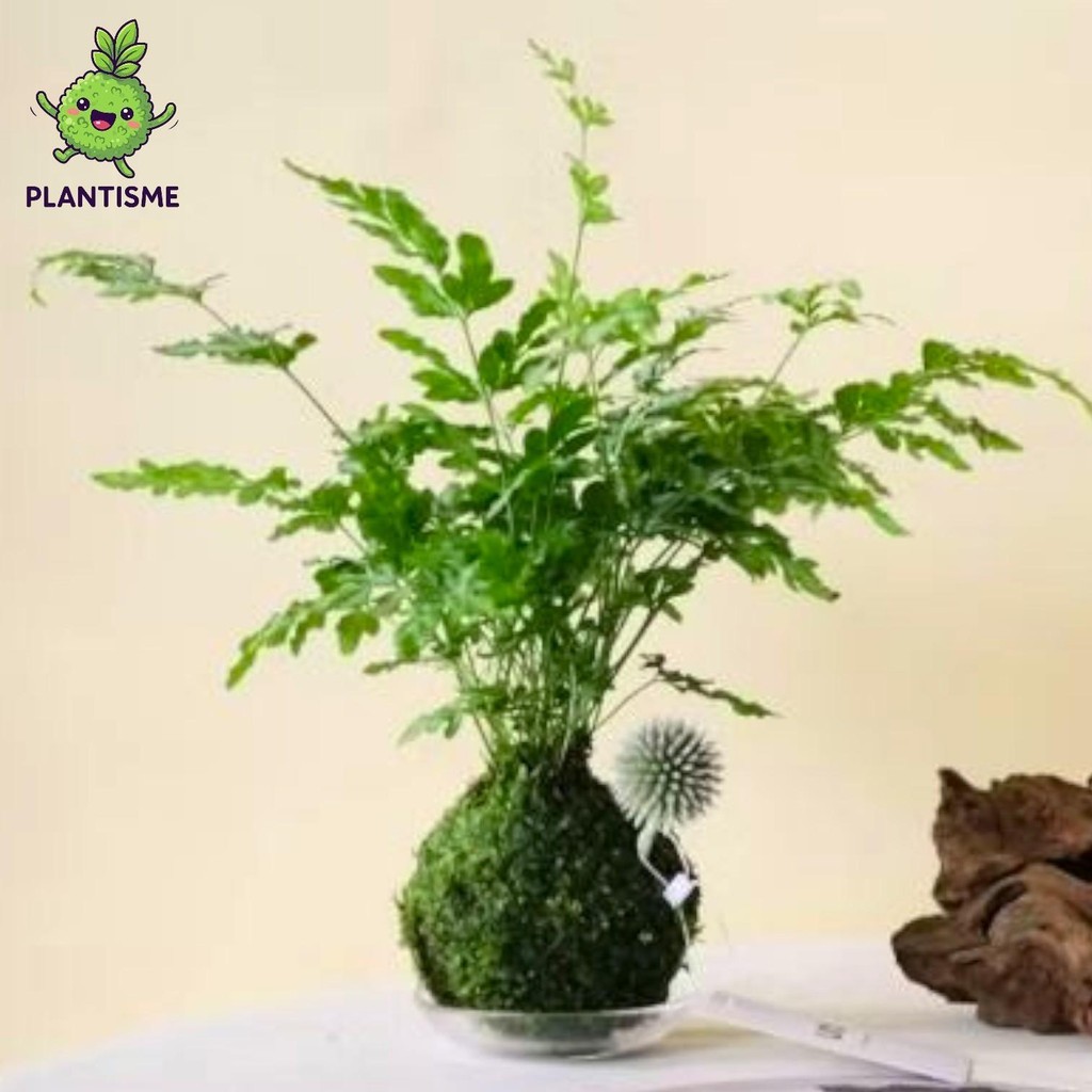 Mossball – Rowerii Fern Pteris Cretica Pakis Rumbai Tanaman Paku Hias Tropis Indoor
